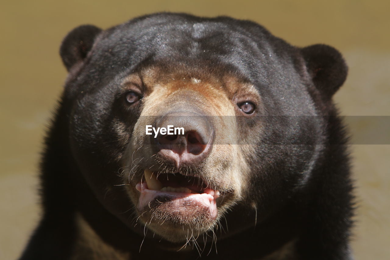 animal themes, animal, one animal, mammal, bear, animal wildlife, animal body part, portrait, close-up, snout, no people, looking at camera, animal head, wildlife, nose, carnivore, grizzly bear, whiskers