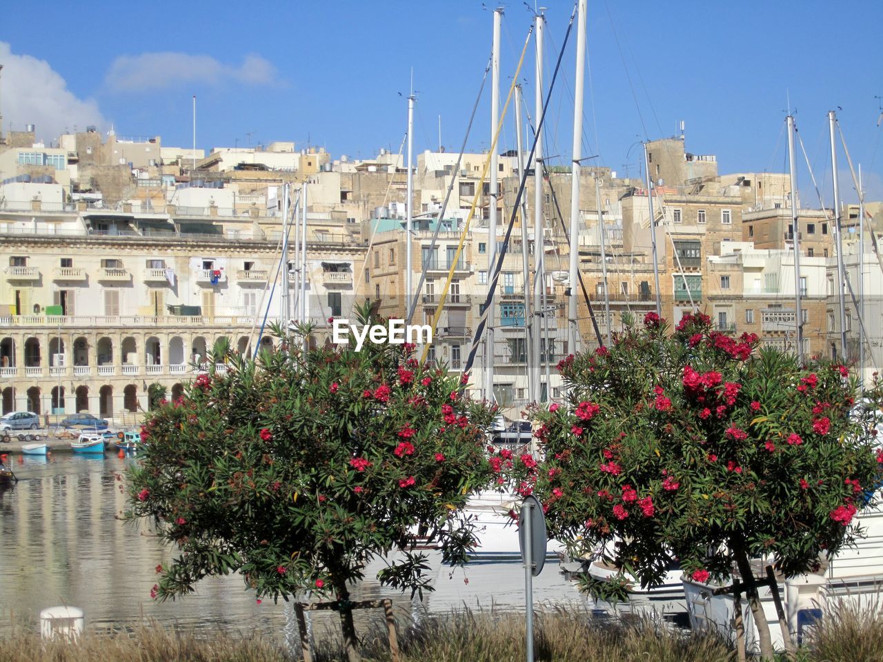 Plants at canal against buildings in city