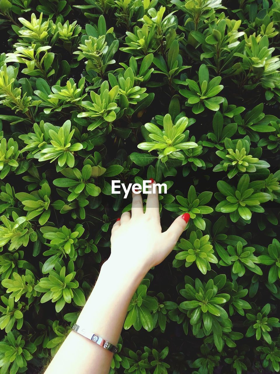 Cropped hand of woman touching plants