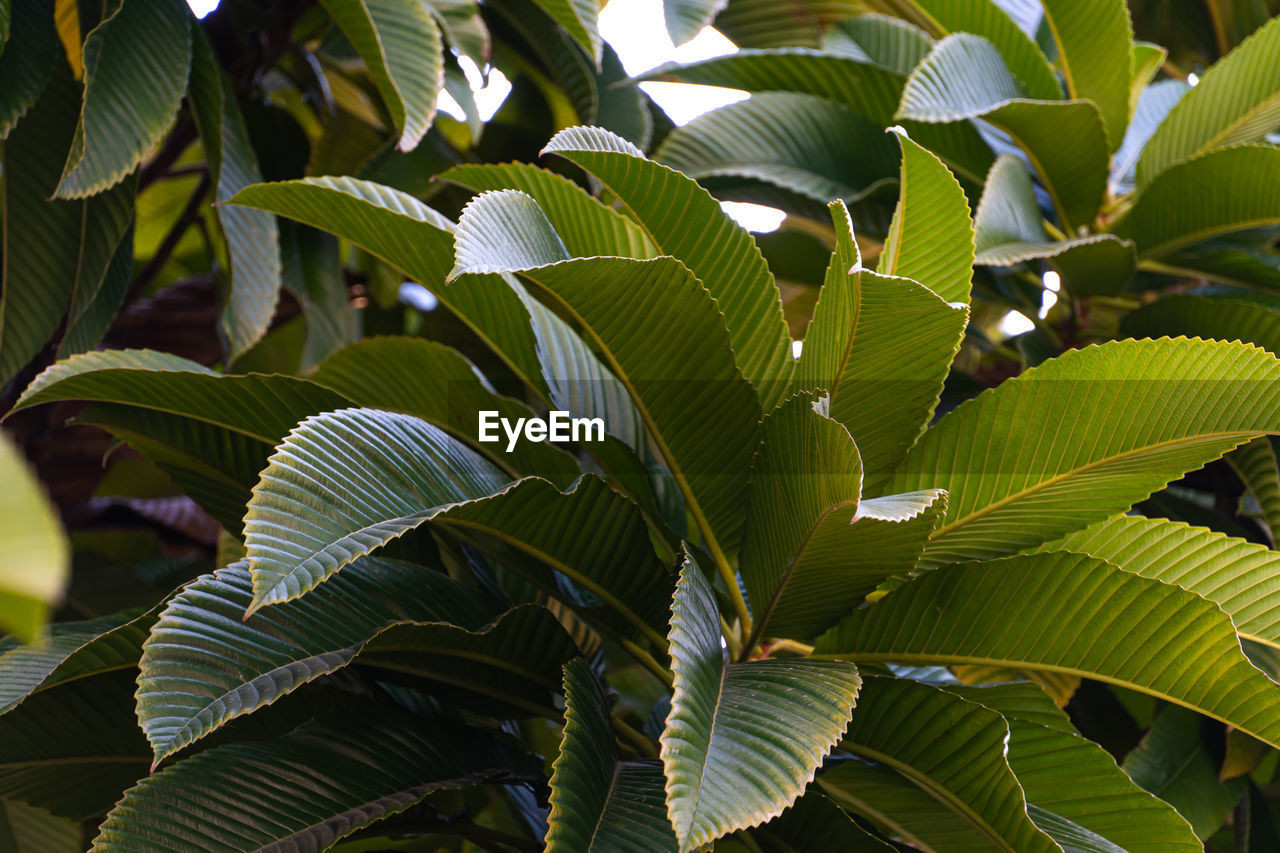 Close-up of green leaves