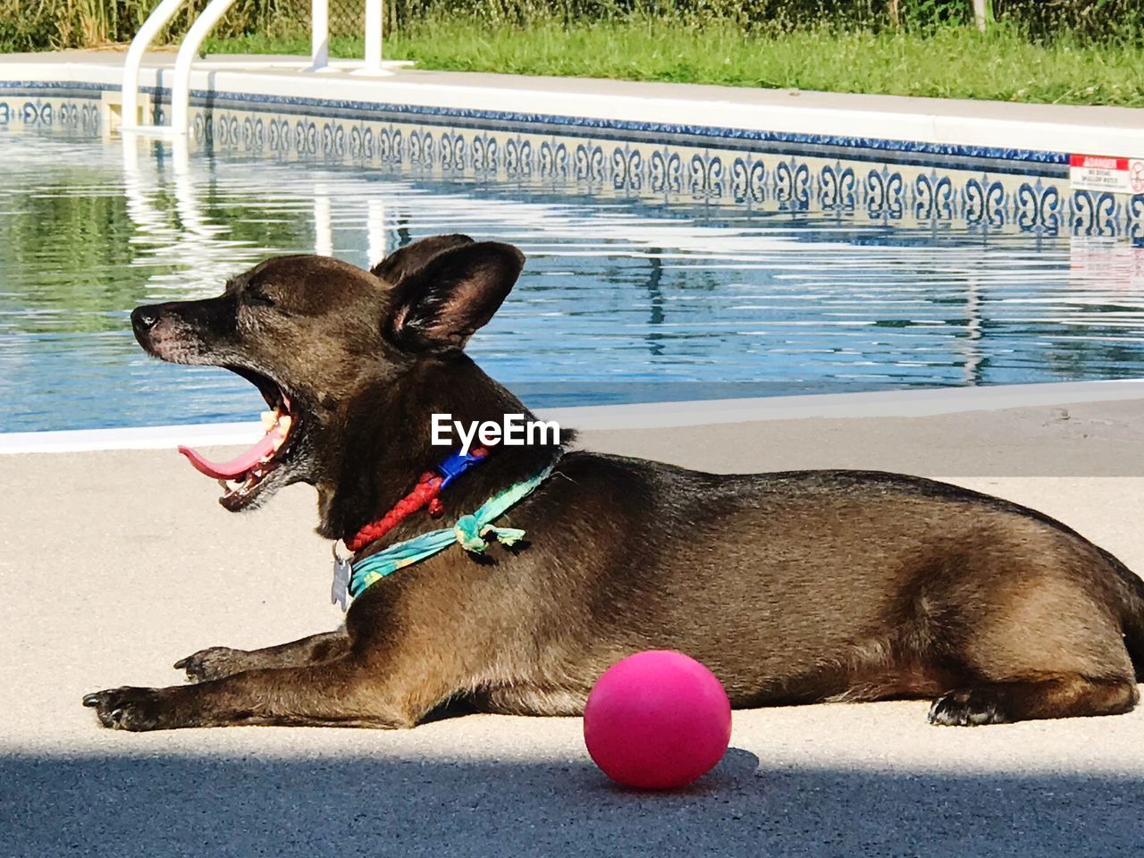VIEW OF A DOG WITH BALL ON SWIMMING POOL