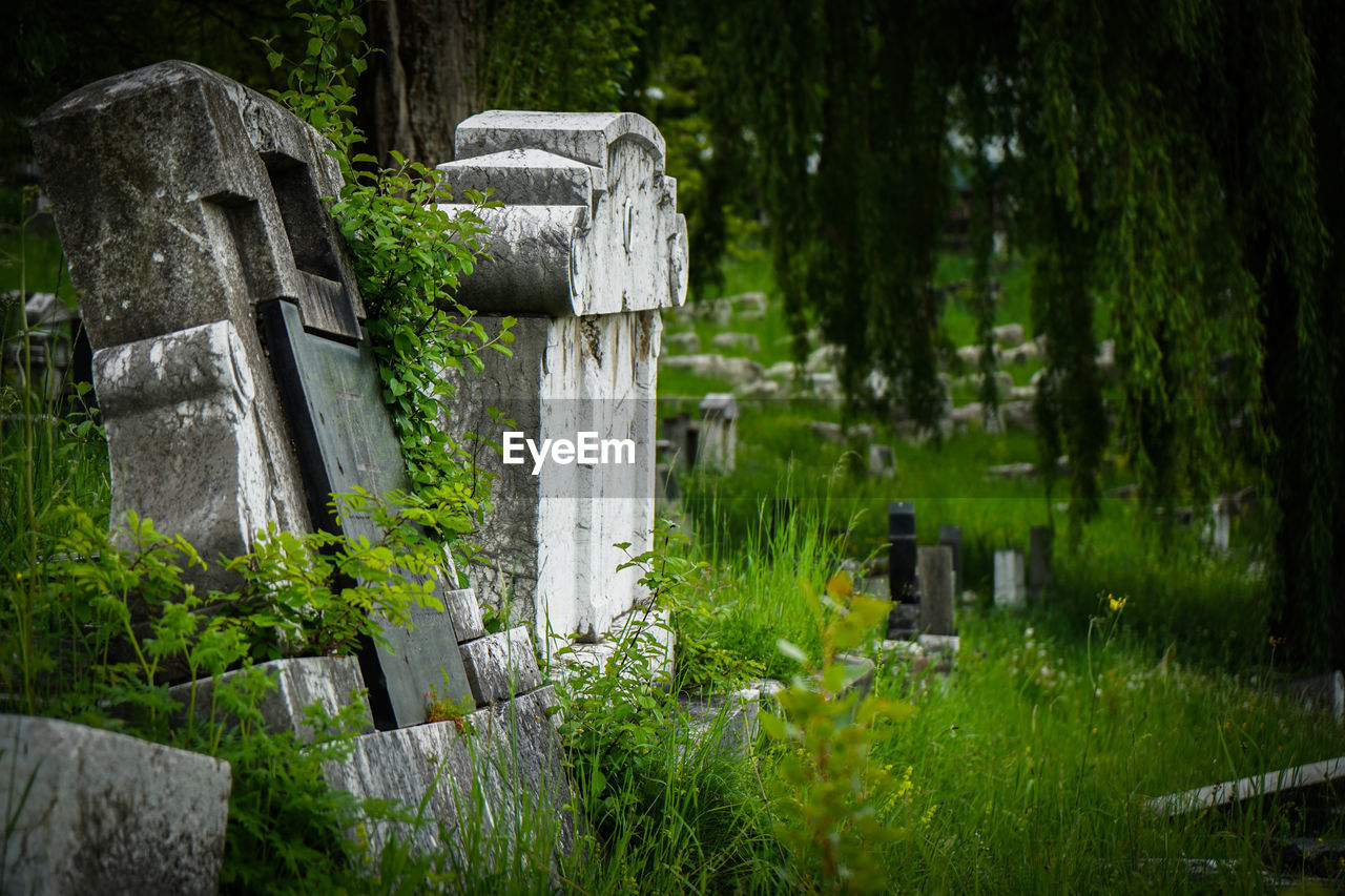 PLANTS GROWING ON STONE IN CEMETERY