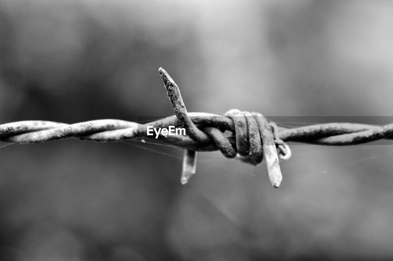 Close-up of barbed wire in black and white
