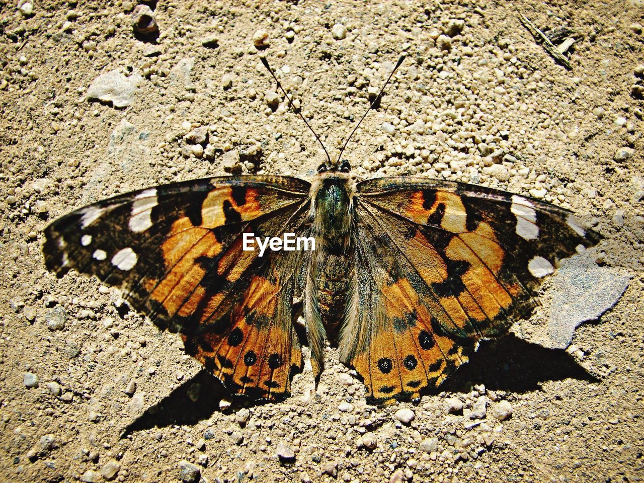 Close-up high angle view of butterfly on ground