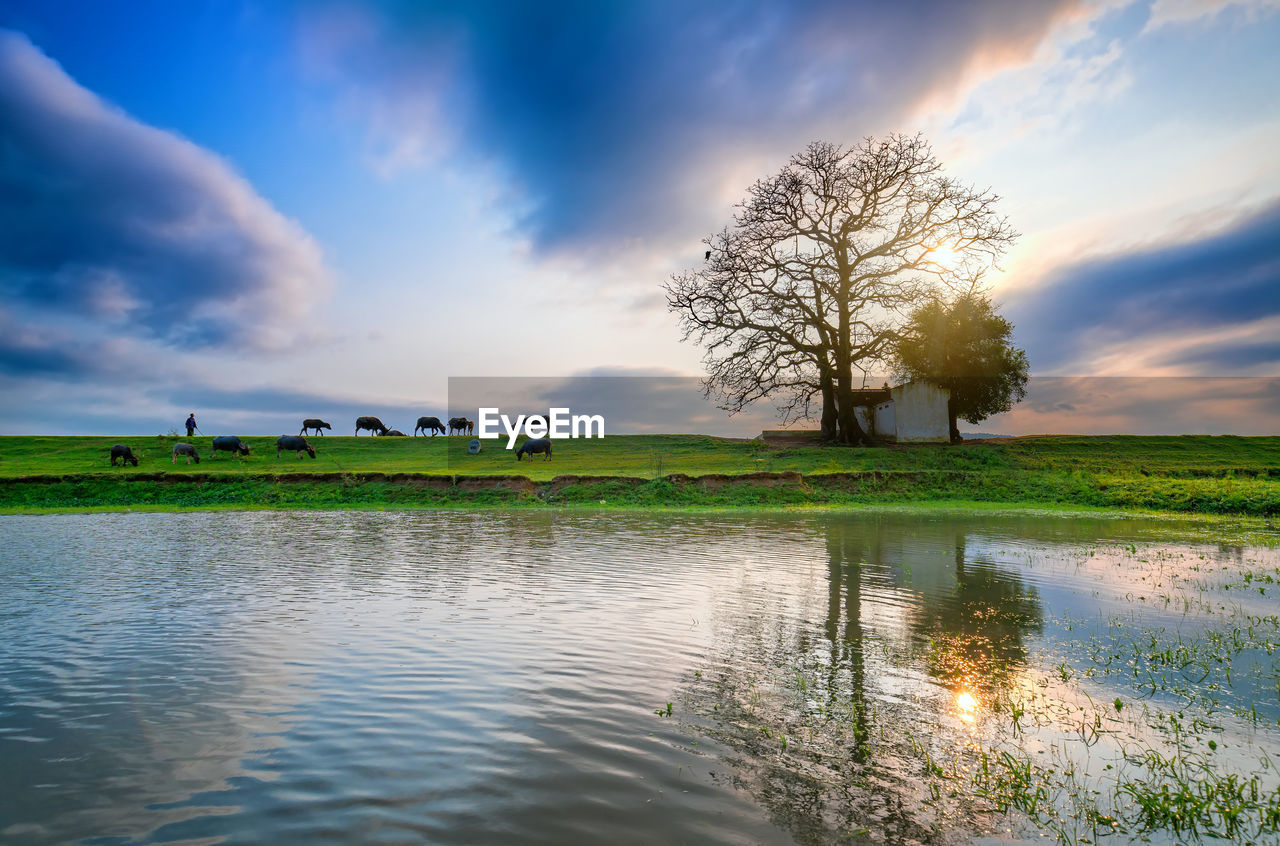 TREES BY LAKE AGAINST SKY