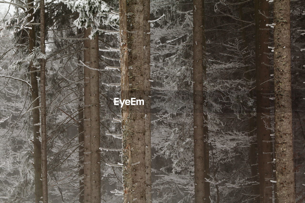 CLOSE-UP OF TREE TRUNK IN WINTER