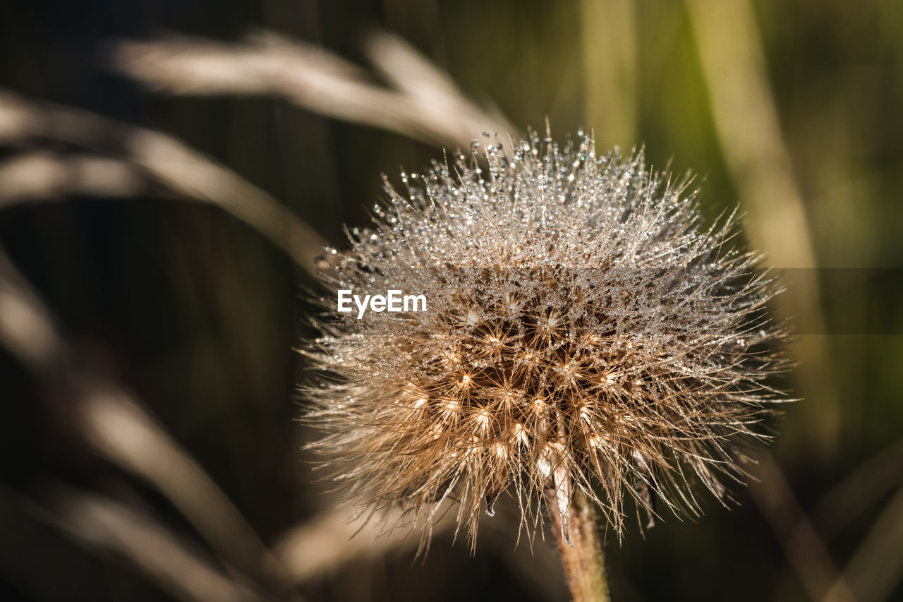 nature, plant, close-up, flower, macro photography, flowering plant, beauty in nature, freshness, grass, no people, growth, fragility, focus on foreground, thorns, spines, and prickles, outdoors, plant stem, leaf, sunlight, seed, branch, land, tranquility, dandelion, flower head, environment, inflorescence, selective focus, day
