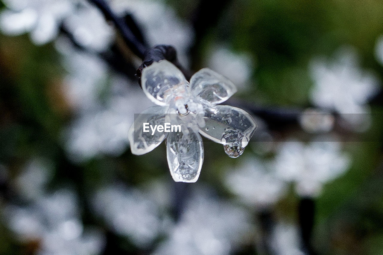 CLOSE-UP OF FROZEN WATER ON PLANT