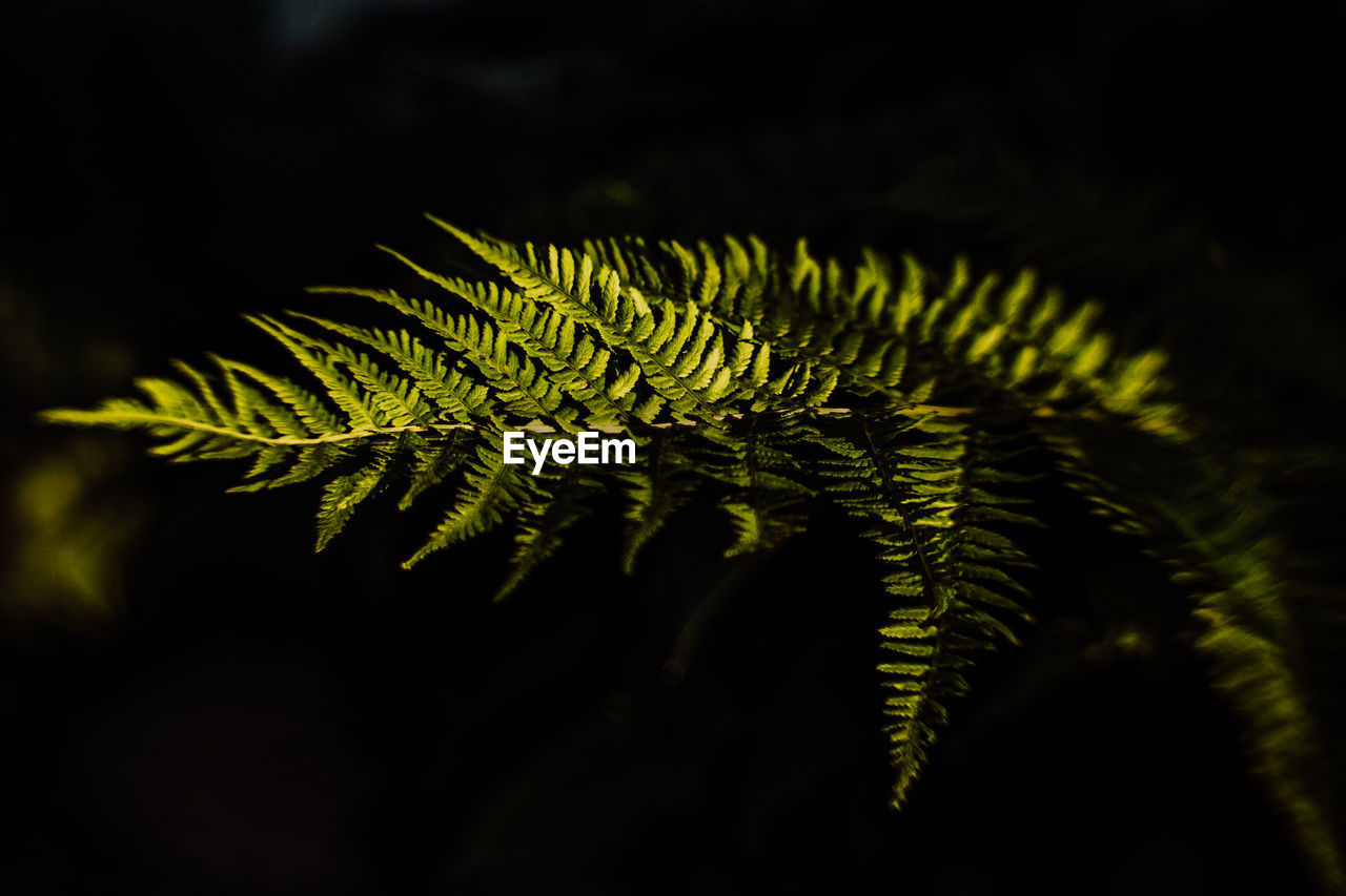 Close-up of fern leaves