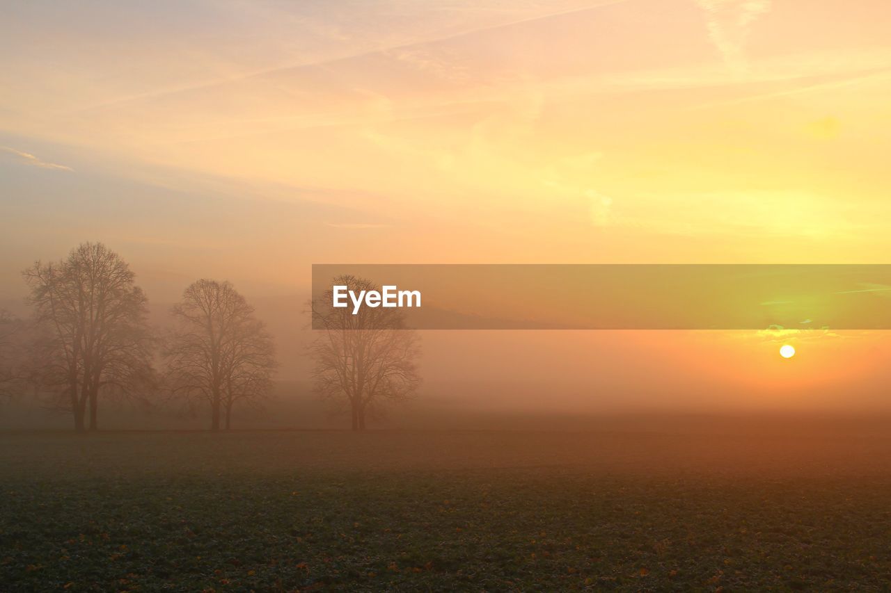 Trees on field against sky during sunset