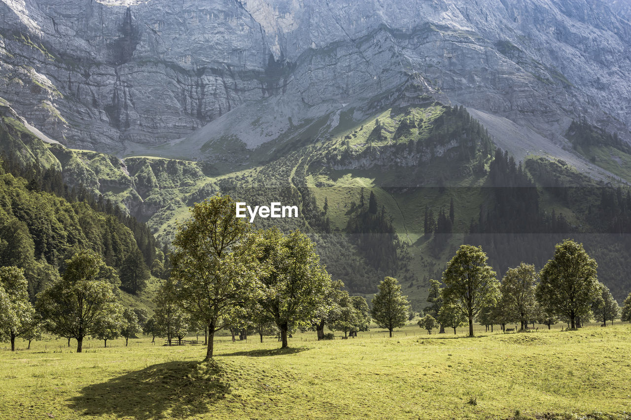 SCENIC VIEW OF FIELD AGAINST TREES