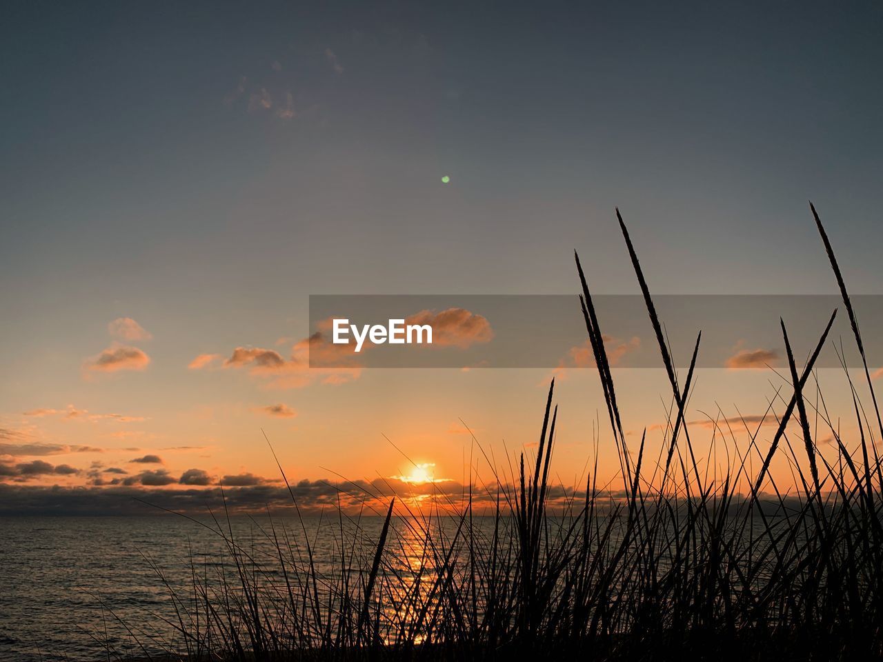 Silhouette plants by sea against sky during sunset