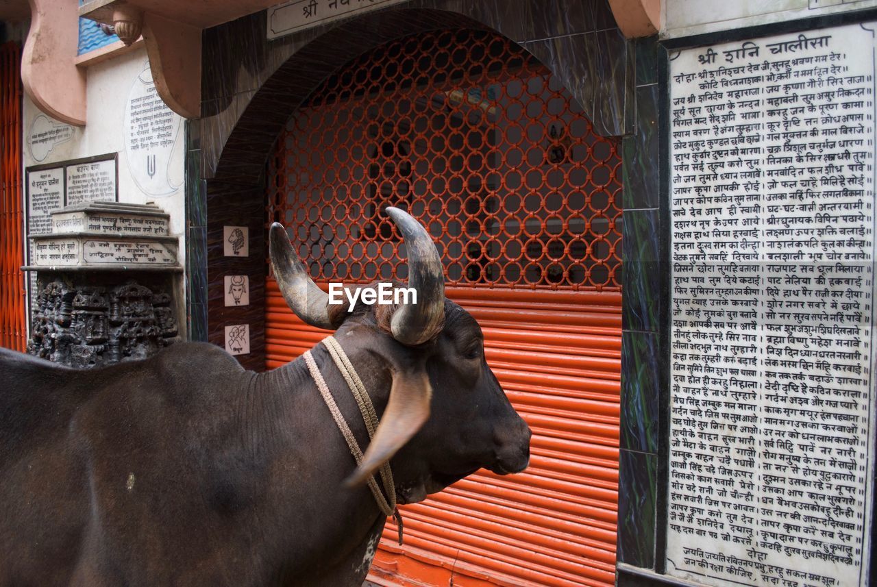 Indian cow in front of a building in streets