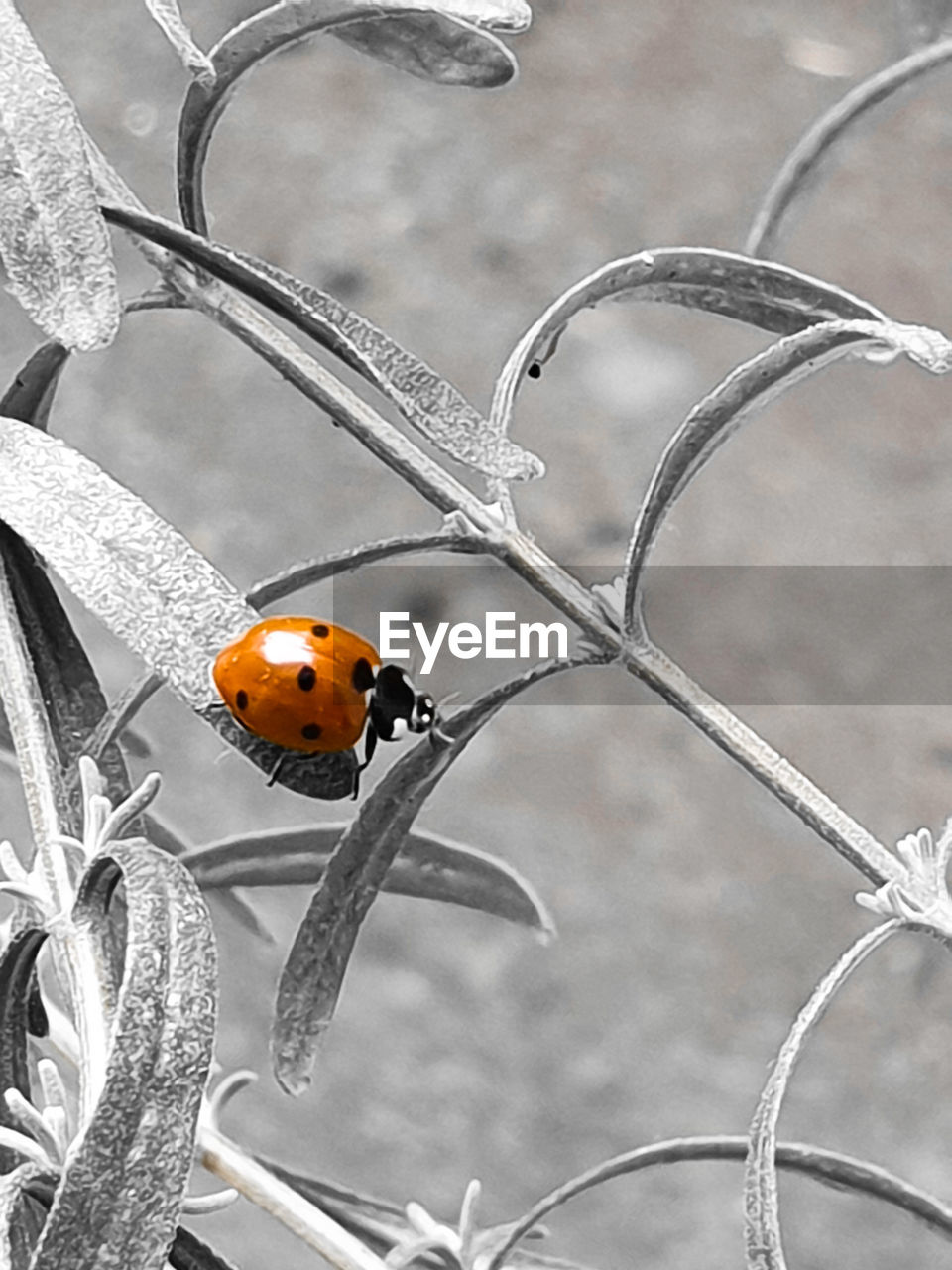 CLOSE-UP OF LADYBUG ON FLOWER PLANT