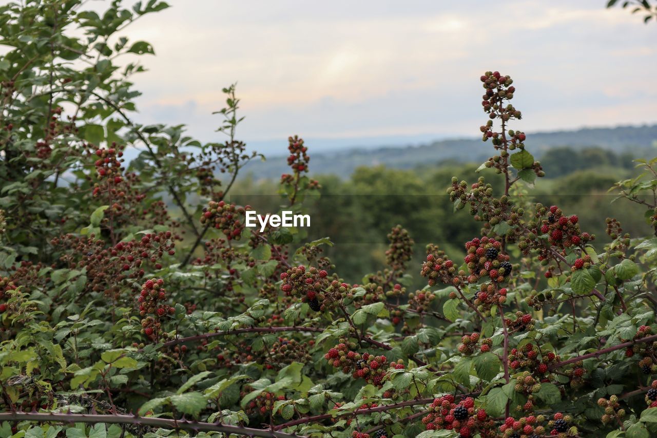 Red berries on plant against sky