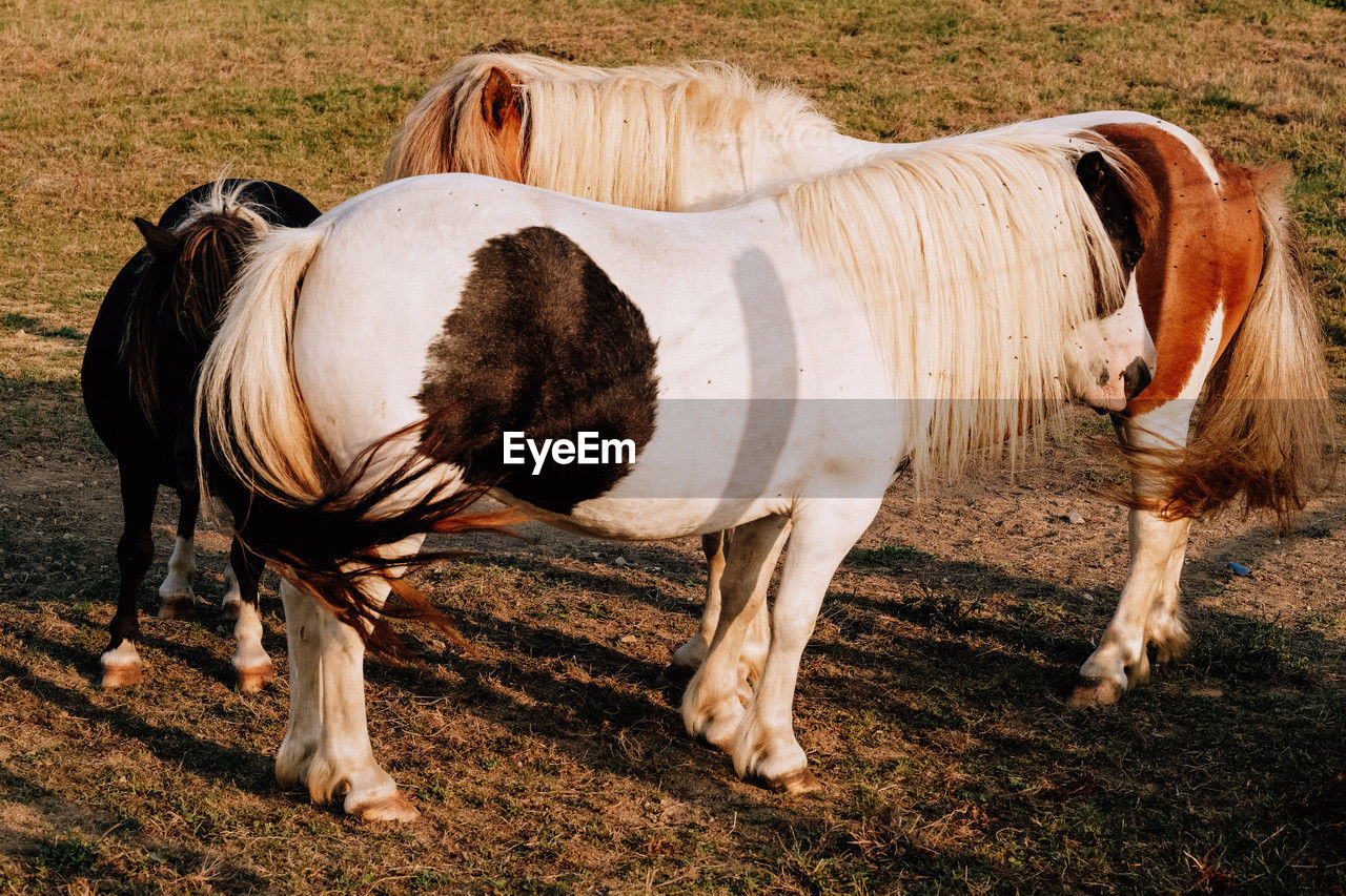 animal, animal themes, mammal, domestic animals, horse, livestock, pet, mare, group of animals, stallion, mustang horse, animal wildlife, field, land, nature, mane, pasture, two animals, rural area, herbivorous, no people, day, agriculture, standing, outdoors, grass, white, farm, herd, plant