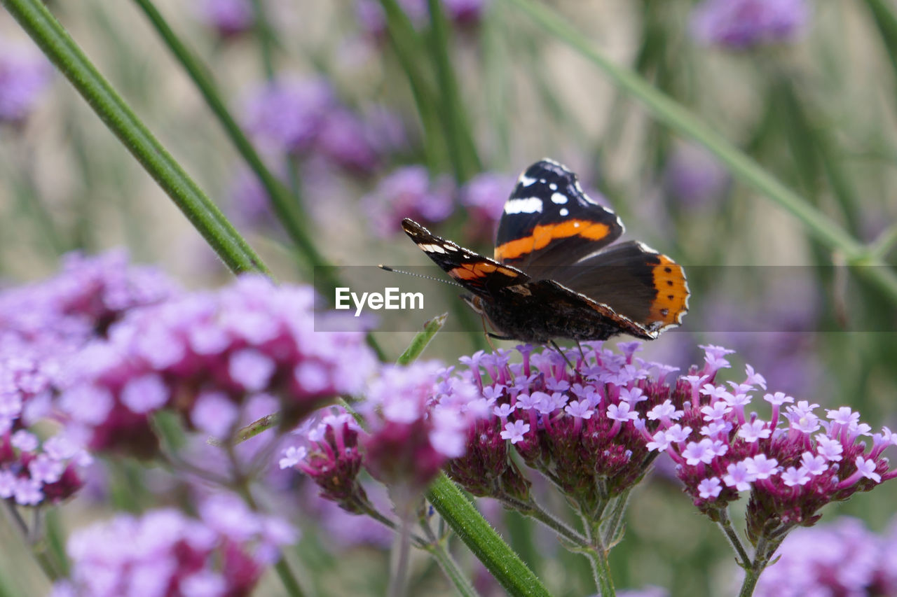 CLOSE-UP OF BUTTERFLY ON LAVENDER