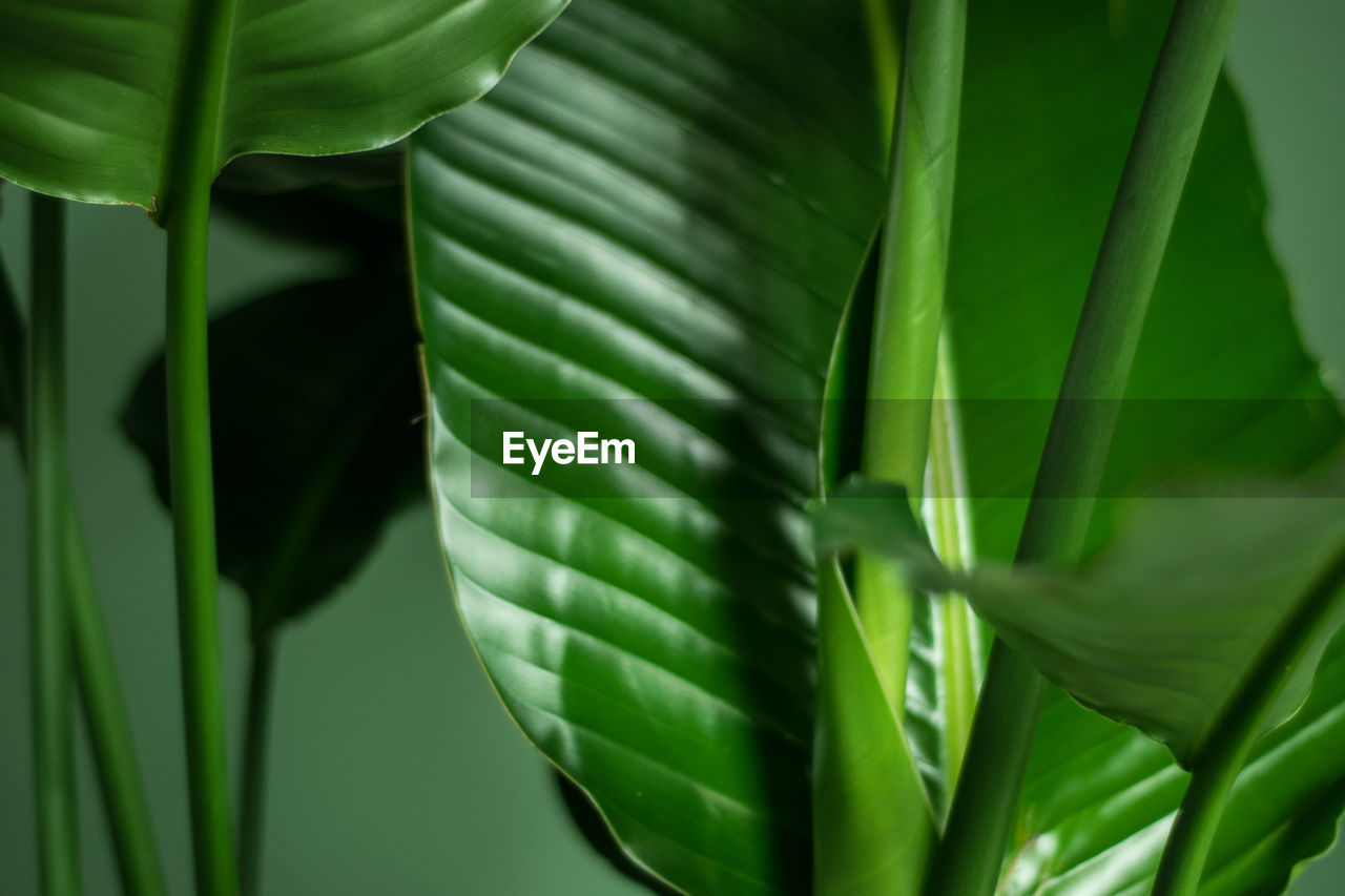 CLOSE-UP OF GREEN LEAF