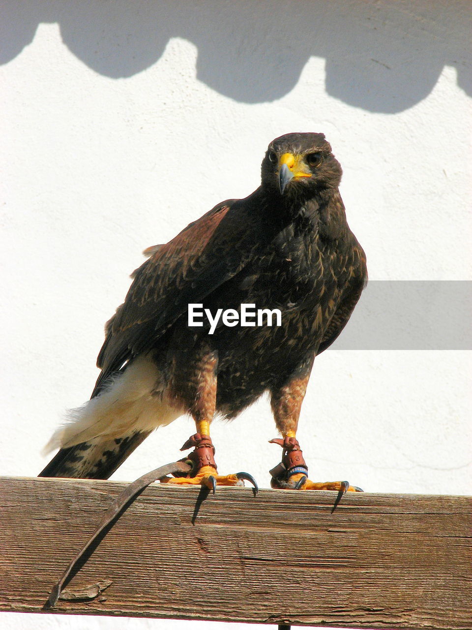 Low angle view of harris hawk on wood against wall