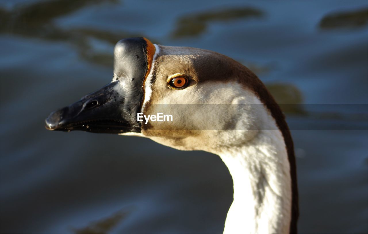 Close-up side view of a bird against water