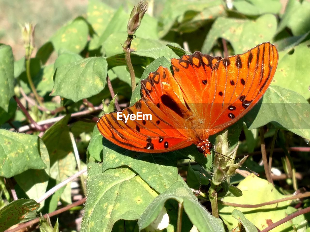 CLOSE-UP OF BUTTERFLY POLLINATING ORANGE LEAF