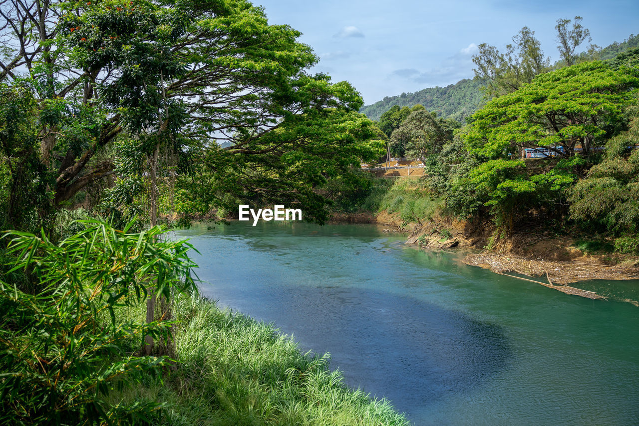 plant, tree, water, body of water, river, beauty in nature, nature, land, scenics - nature, environment, tranquility, sky, green, forest, landscape, jungle, no people, travel destinations, tranquil scene, stream, travel, non-urban scene, vegetation, outdoors, tourism, growth, cloud, day, idyllic, foliage, rainforest, lush foliage, tropical climate, beach, watercourse, tropics, vacation, blue, trip, holiday