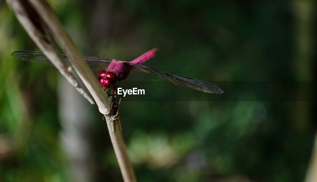 Close-up of dragonfly on stem