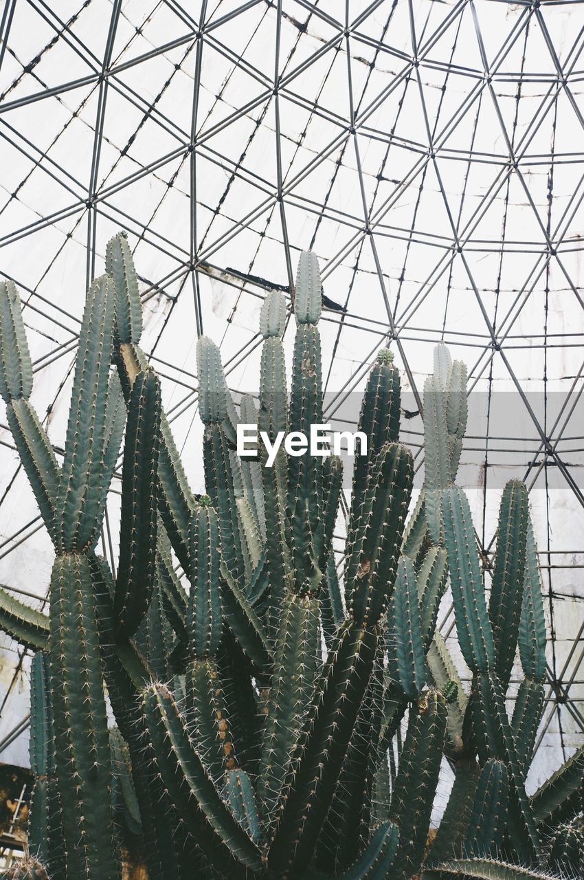 Low angle view of cacti in greenhouse