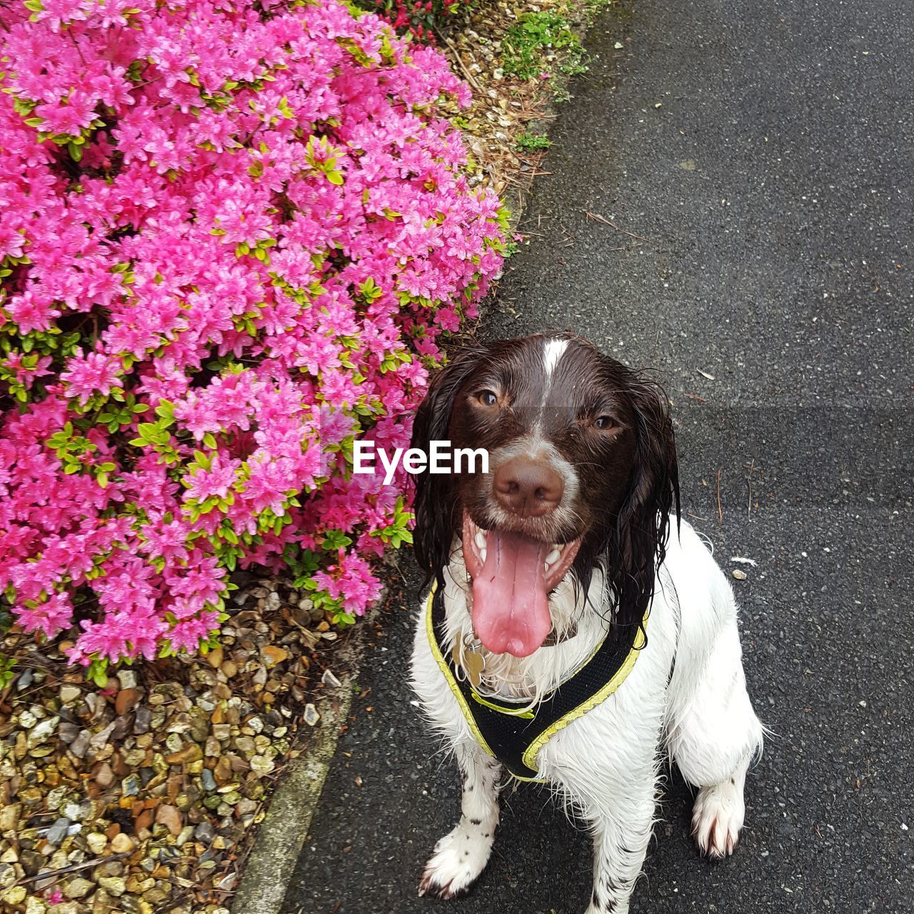 High angle portrait of dog sitting by pink flowers