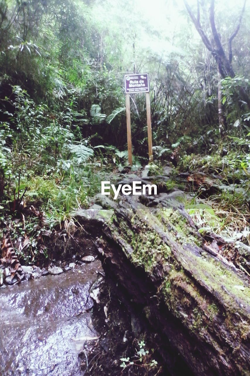 VIEW OF TREES IN FOREST