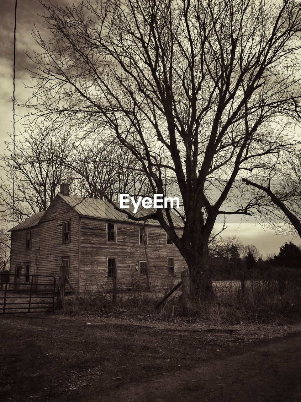 Old house behind large bare tree