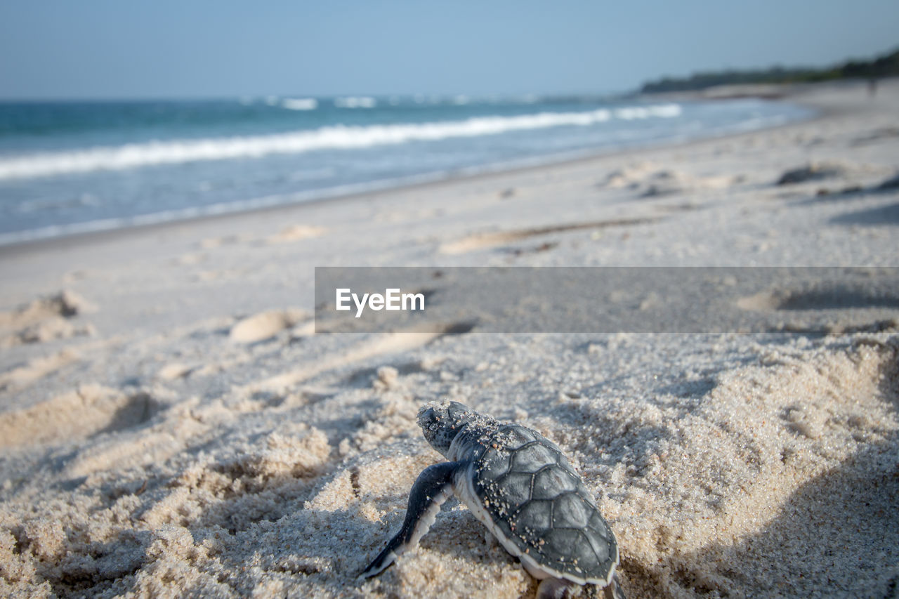 HIGH ANGLE VIEW OF SHELLS ON SAND