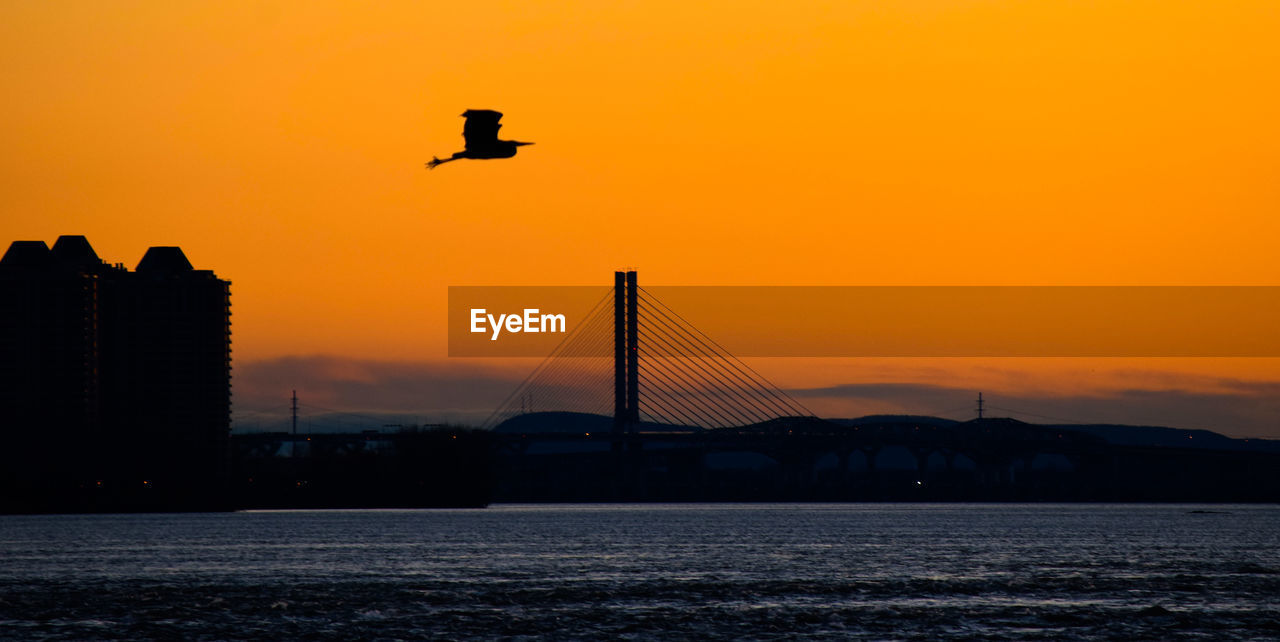 SILHOUETTE OF BIRDS FLYING OVER SEA