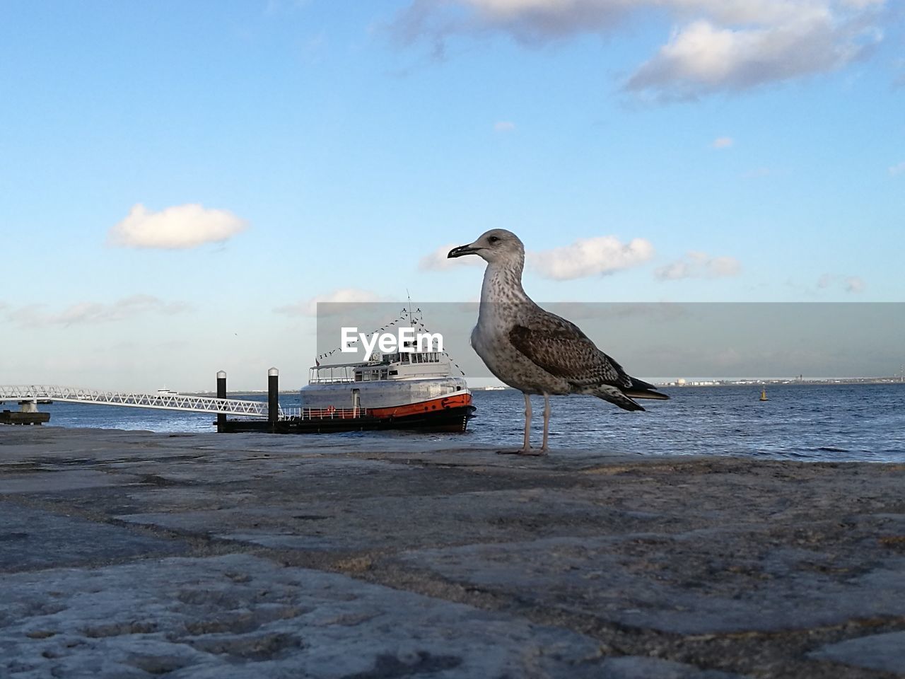 SEAGULLS PERCHING ON BEACH AGAINST SKY