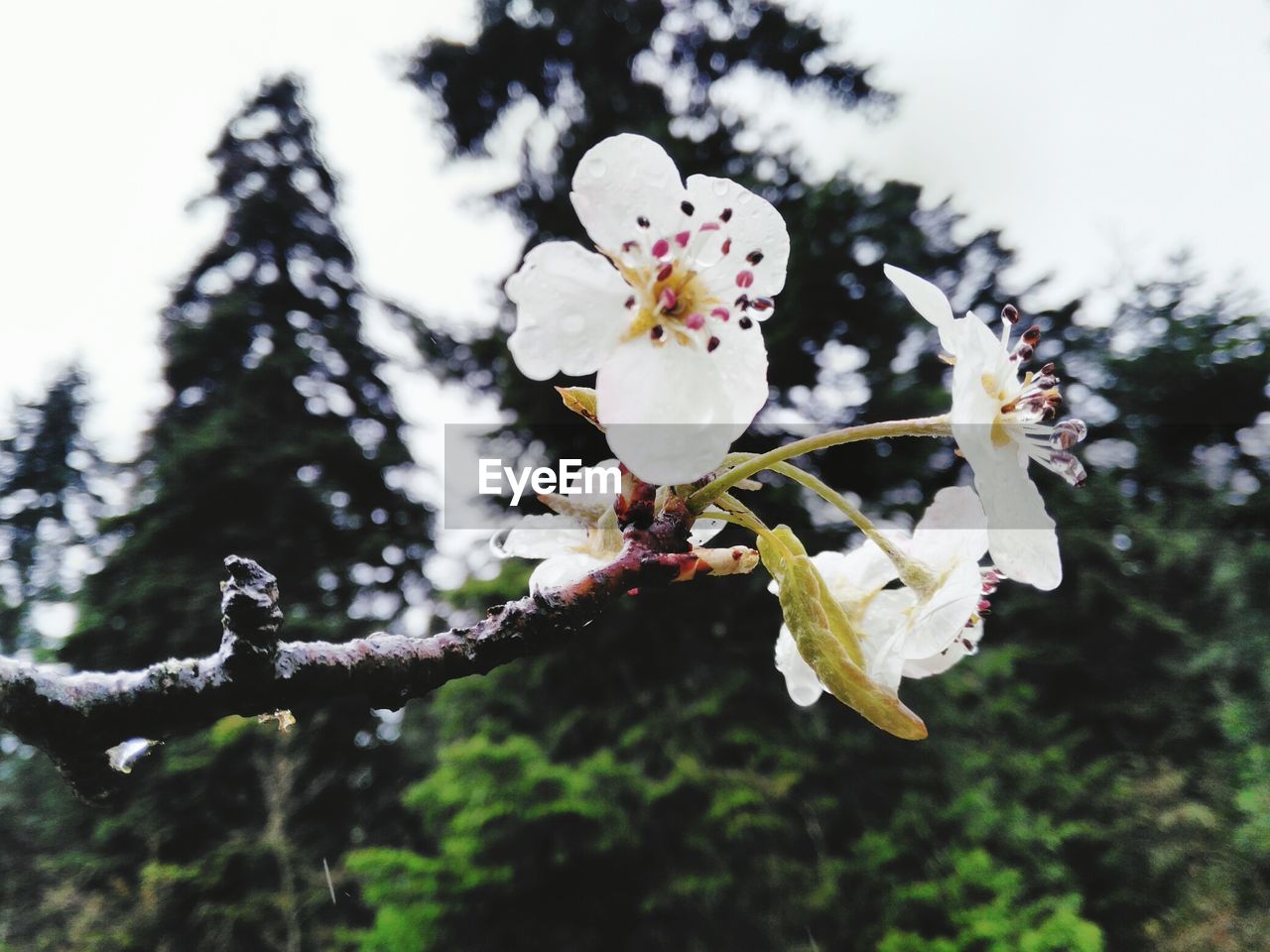 Close-up of white flowers blooming in park