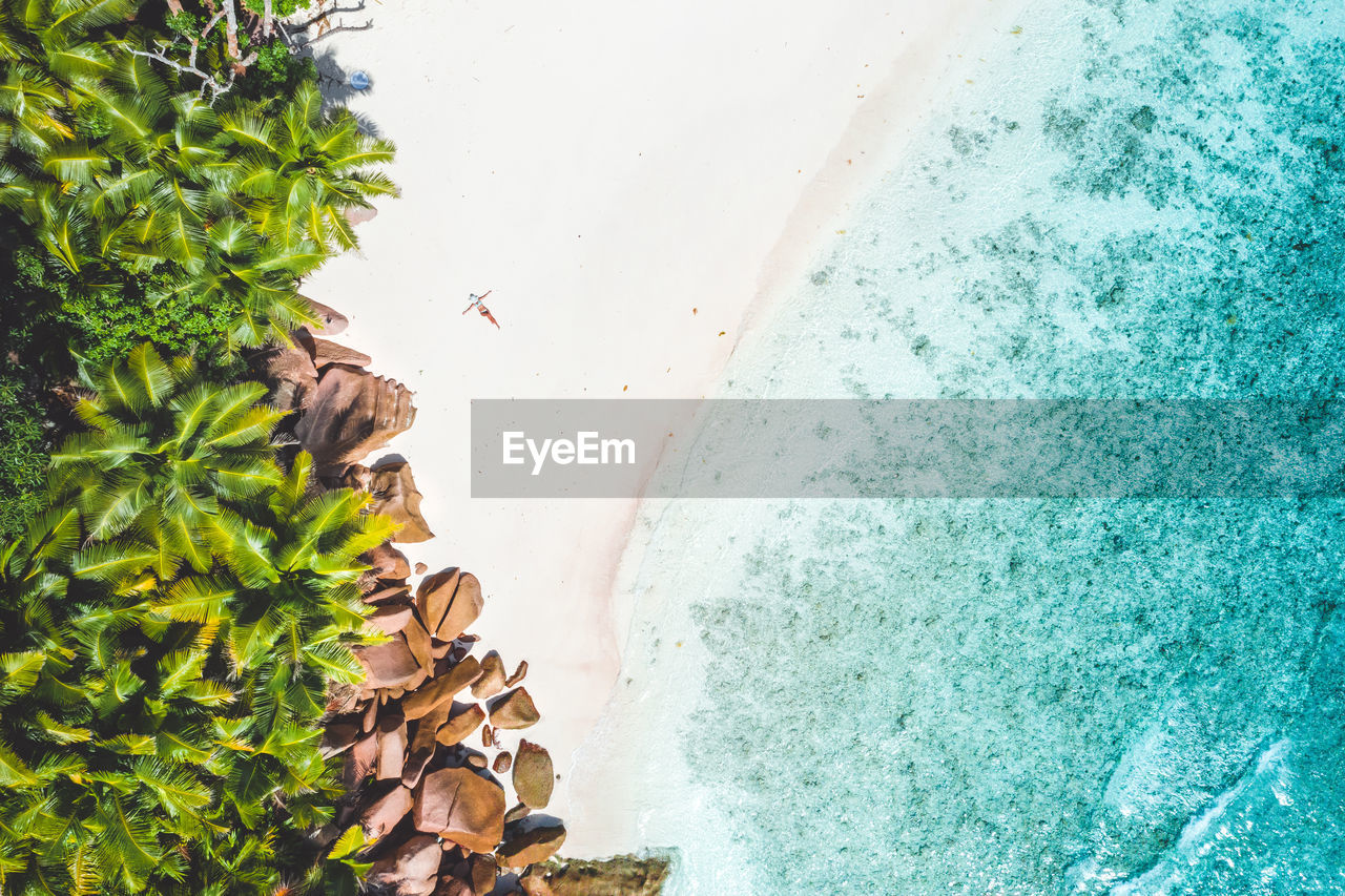 Aerial view of palm trees at beach