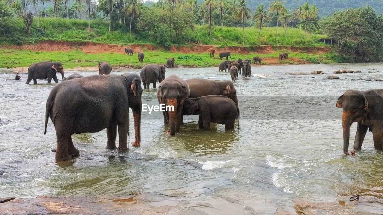 VIEW OF ELEPHANT IN RIVER AGAINST TREES