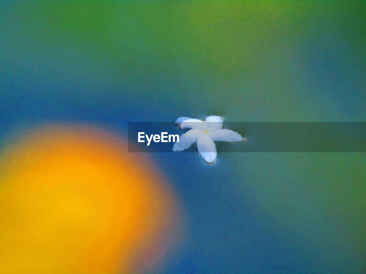 CLOSE-UP OF WHITE FLOWERING PLANT AGAINST SKY