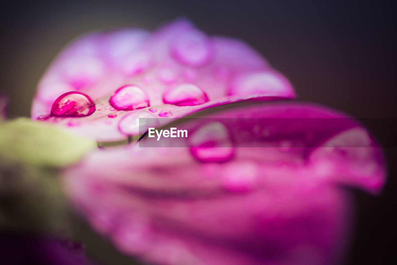 CLOSE-UP OF WATER DROPS ON PINK ROSE FLOWER