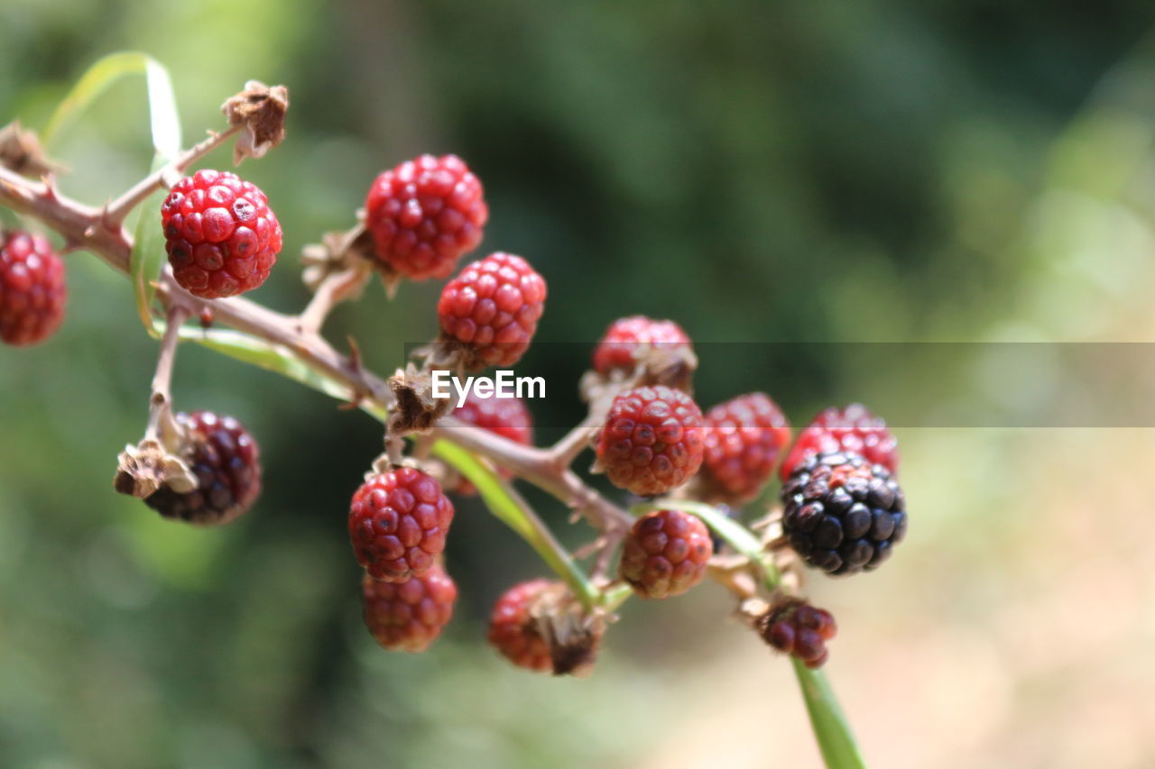 CLOSE-UP OF FRUITS ON TREE