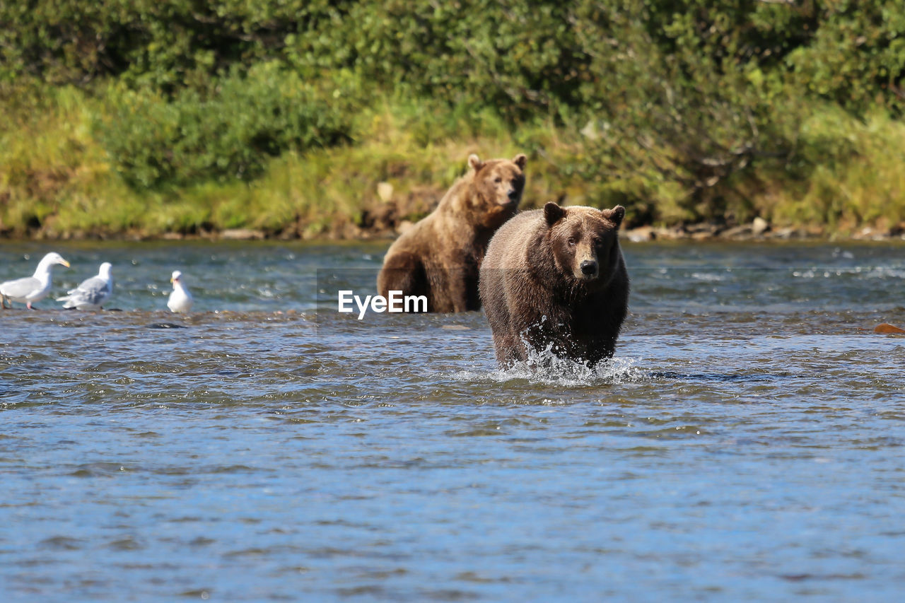 Two alaskan brown bears walking and sitting, moraine creek, katmai national park, alaska