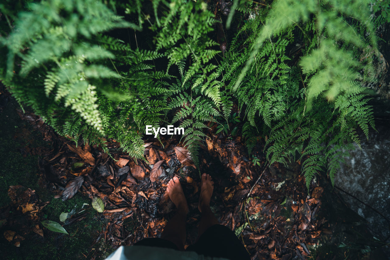 High angle view of man standing by leaves on field in forest