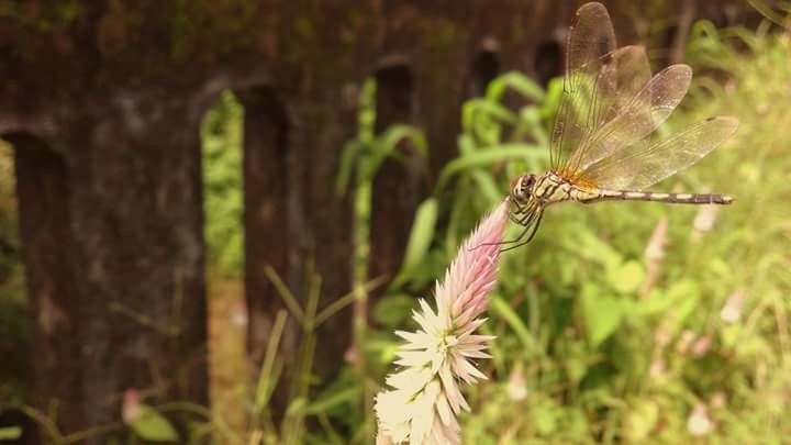 CLOSE-UP OF INSECT ON PLANT