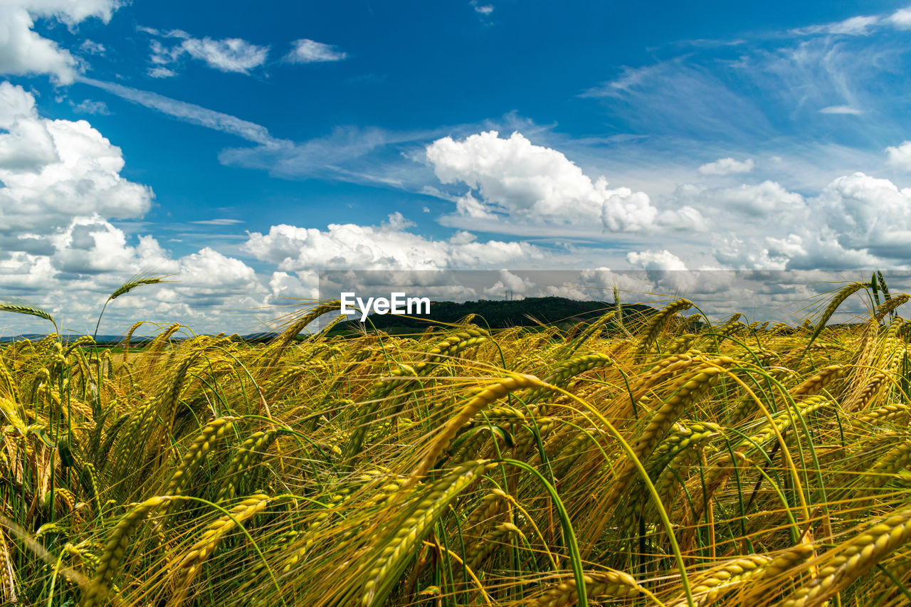 Scenic view of agricultural field against sky