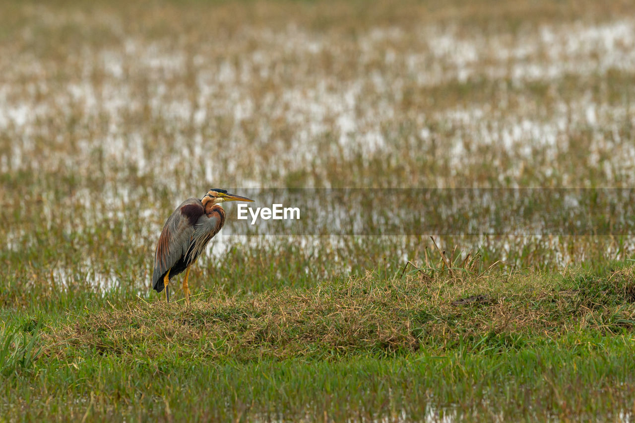 VIEW OF BIRD ON FIELD