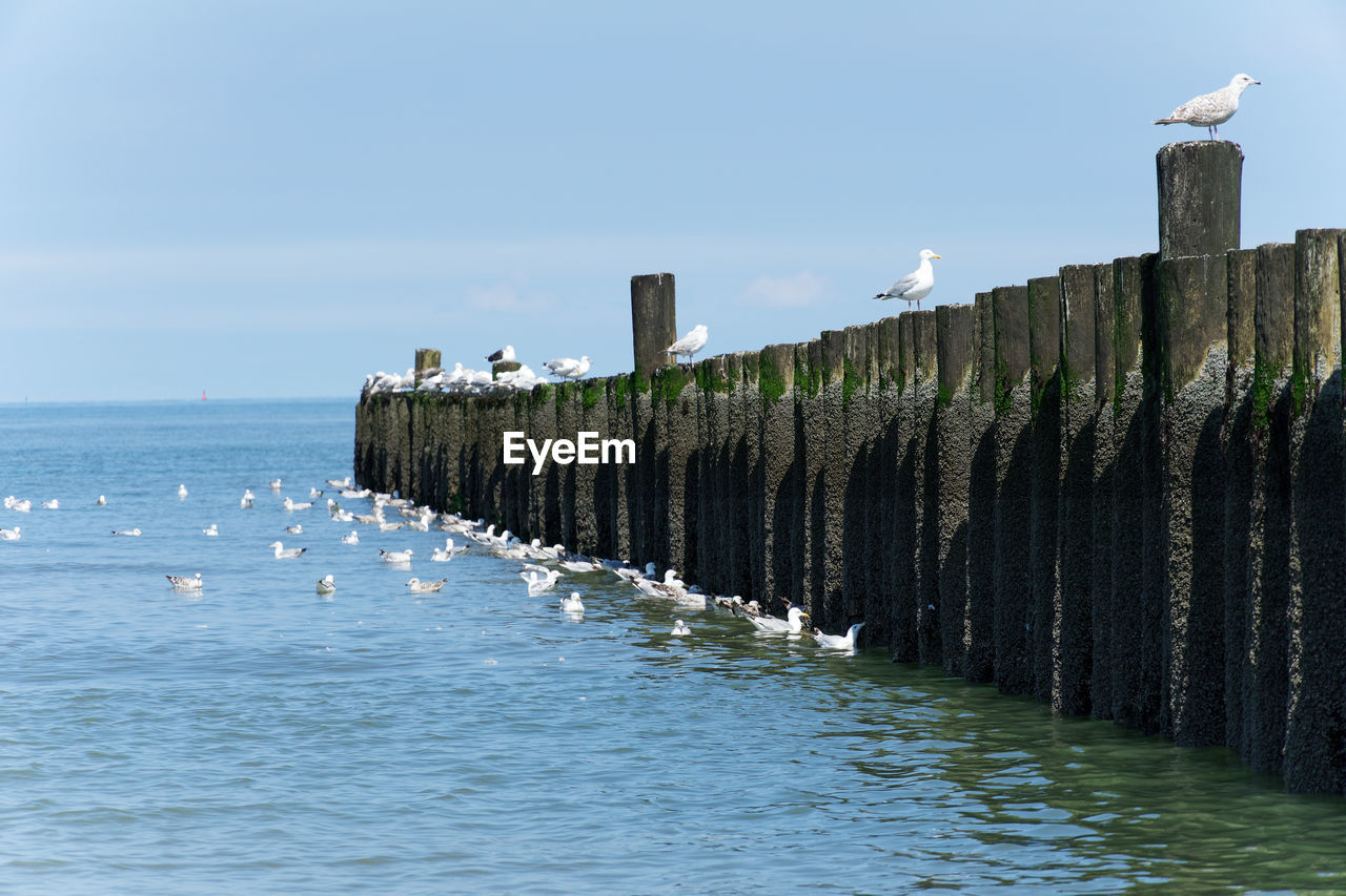 Scenic view of sea with birds against clear sky