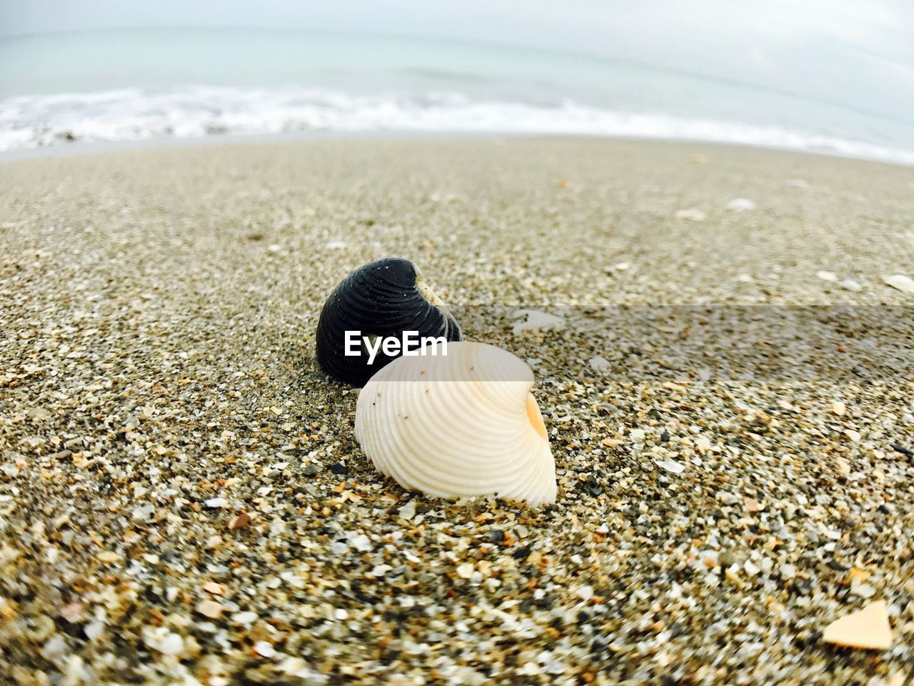 CLOSE-UP OF SEASHELLS ON BEACH