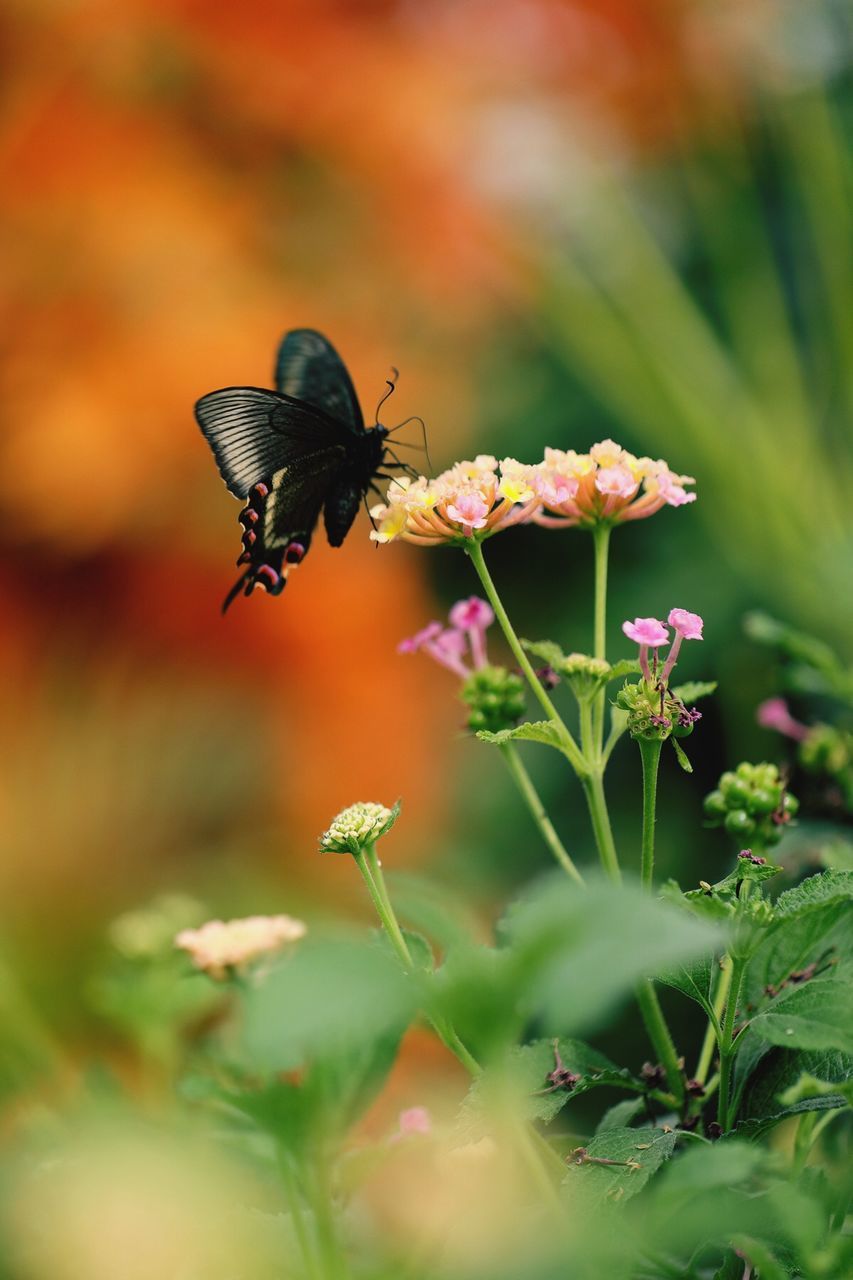 CLOSE-UP OF BEE ON FLOWER