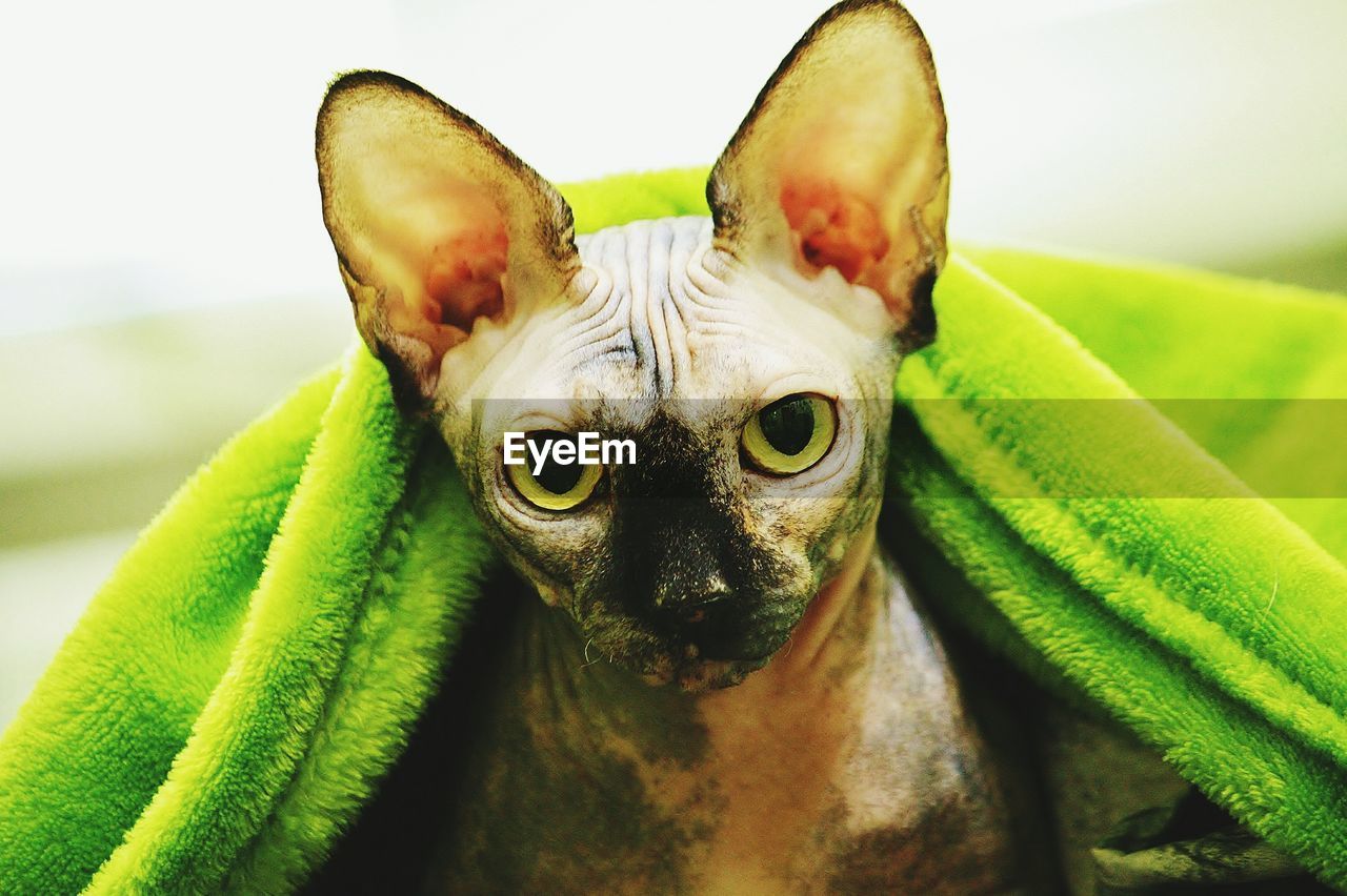 Close-up of sphynx cat