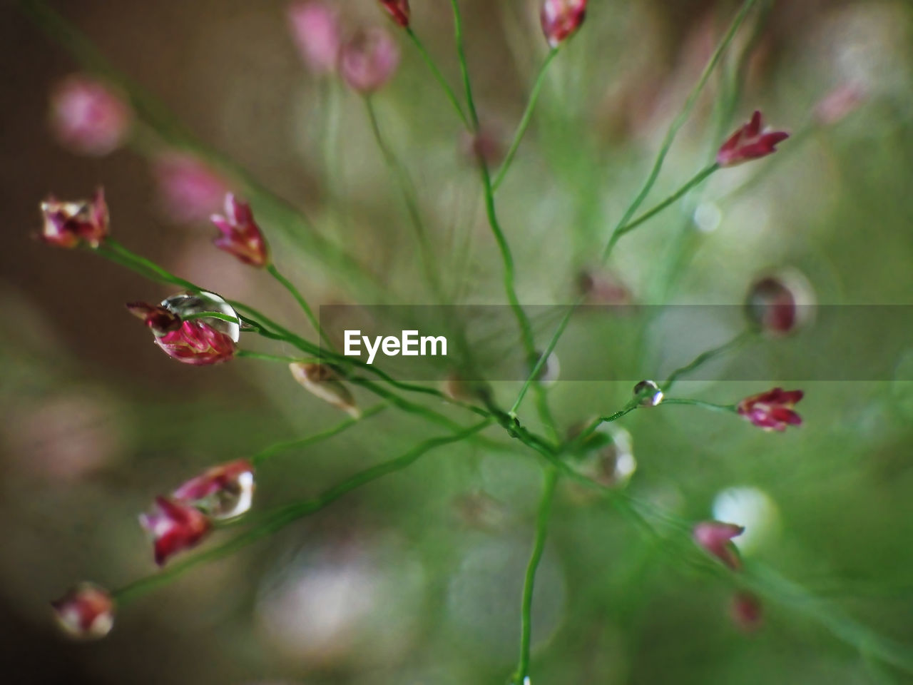 plant, flower, nature, beauty in nature, flowering plant, freshness, close-up, no people, macro photography, growth, plant part, leaf, tree, red, outdoors, selective focus, food and drink, blossom, food, environment, fruit, pink, springtime, fragility, green, multi colored, summer, plant stem, water, focus on foreground, day, social issues, branch, petal, wet, backgrounds, drop, tranquility, wildflower, botany, environmental conservation, berry